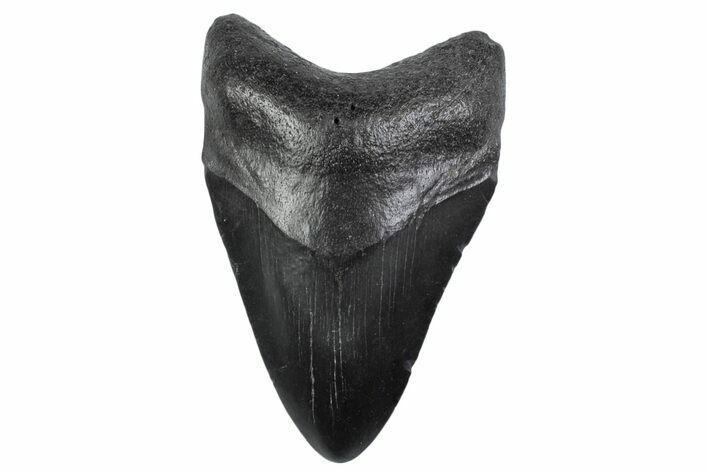 Fossil Megalodon Tooth - South Carolina #370454